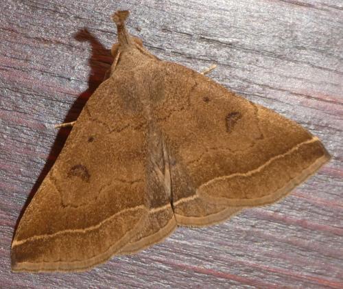 Réf. 260 438 : Pechipogo plumigeralis